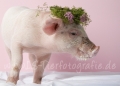 07 Schwein gehabt
